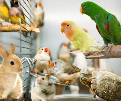 corsotoelettatori.corso.edutoelettatore.animali.esotici